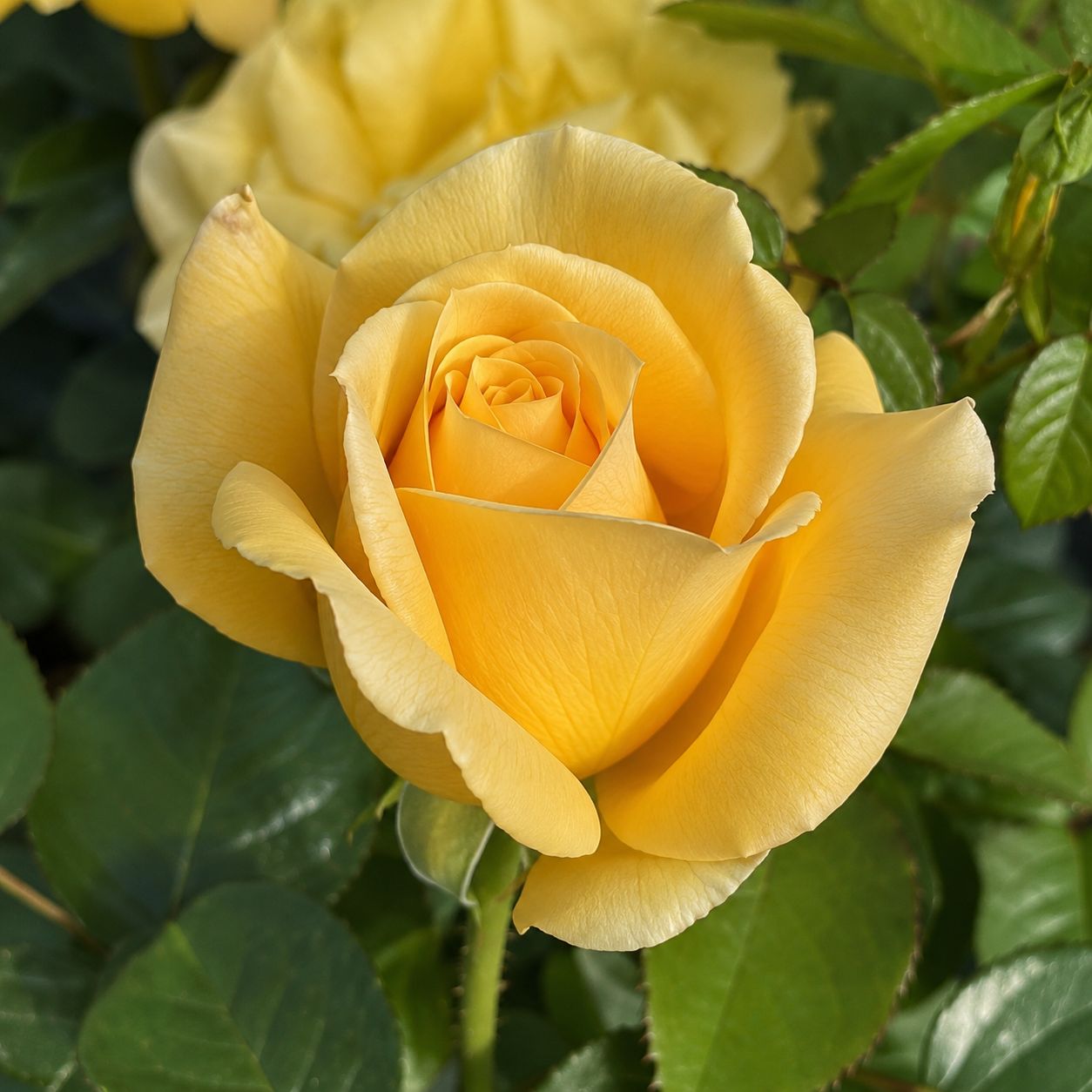 Rosa Rose, Grandi Fiori , Glorius ®’ - Vaso 18 Rosa Rose, Grandi Fiori , Glorius ®’ - Vaso 18