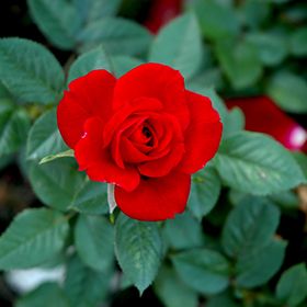 Rosa Rose, Paesaggistiche , Ruby Ruby ®’ - Vaso 18 TRV Rosa Rose, Paesaggistiche , Ruby Ruby ®’ - Vaso 18 TRV
