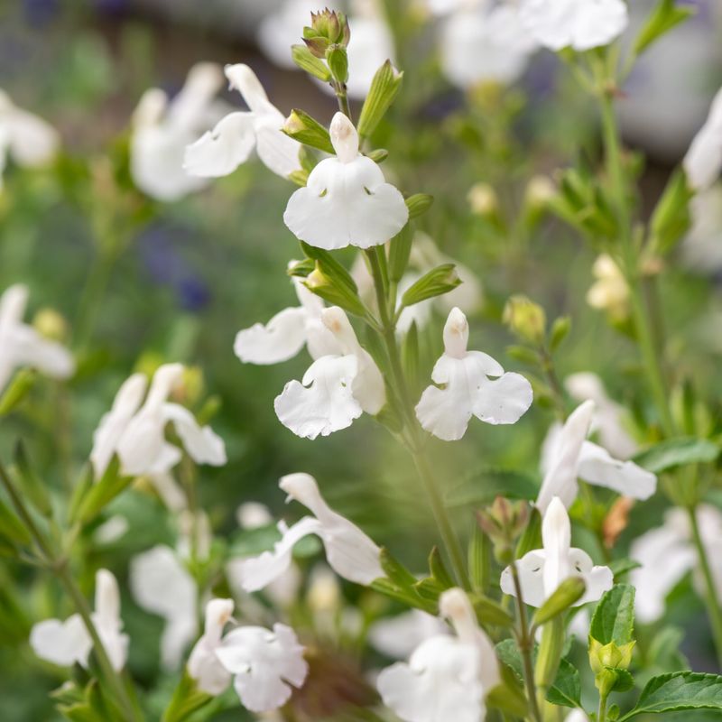 Salvia microphylla 'Gletsjer' (potata) - vaso Ø18 cm