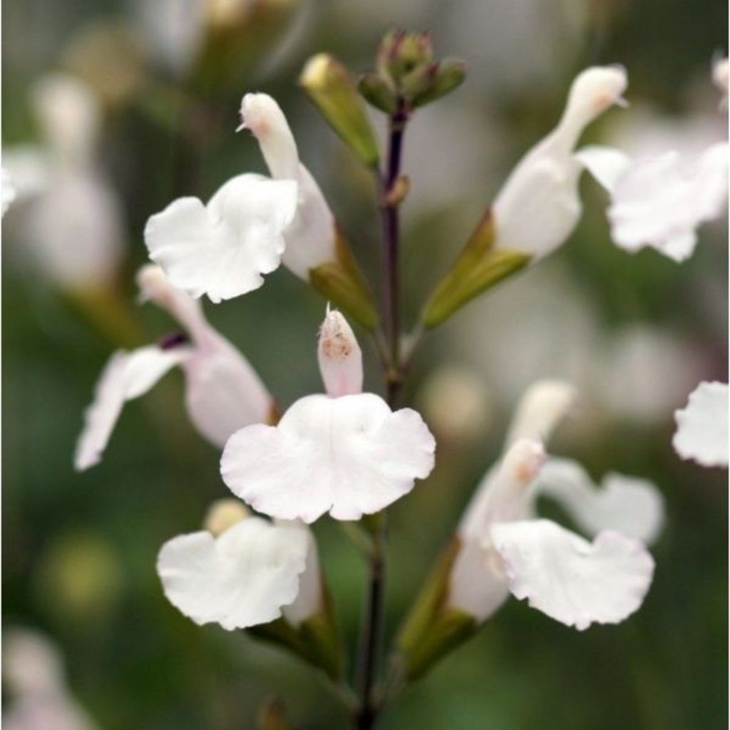 Salvia microphylla 'Gletsjer' - vaso Ø18 cm Salvia microphylla 'Gletsjer' - vaso Ø18 cm