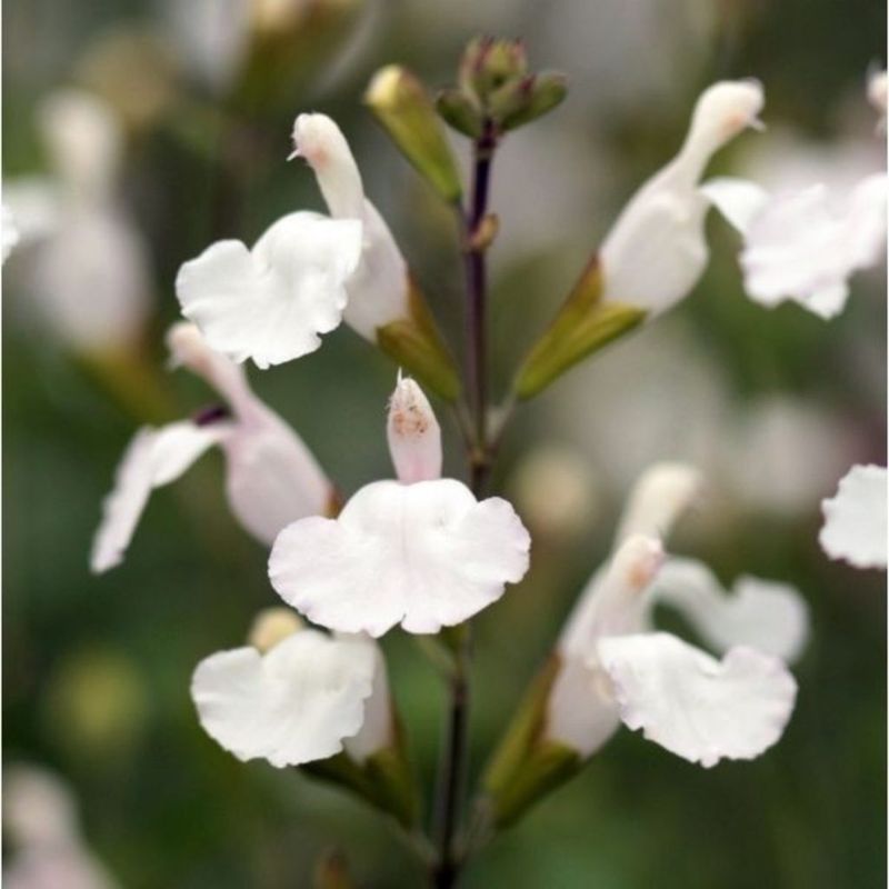 Salvia microphylla 'Gletsjer' - vaso Ø18 cm Salvia microphylla 'Gletsjer' - vaso Ø18 cm