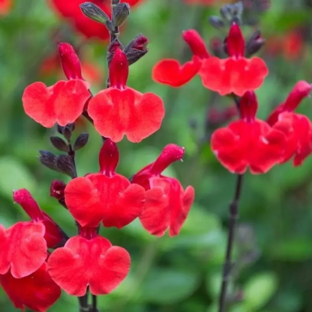 Salvia microphylla 'Royal Bumble' - vaso Ø18 cm Salvia microphylla 'Royal Bumble' - vaso Ø18 cm