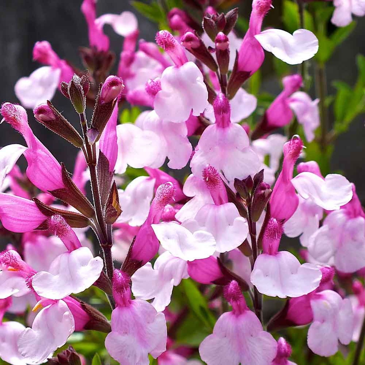 Salvia greggi 'Joy' - vaso Ø18 cm Salvia greggi 'Joy' - vaso Ø18 cm