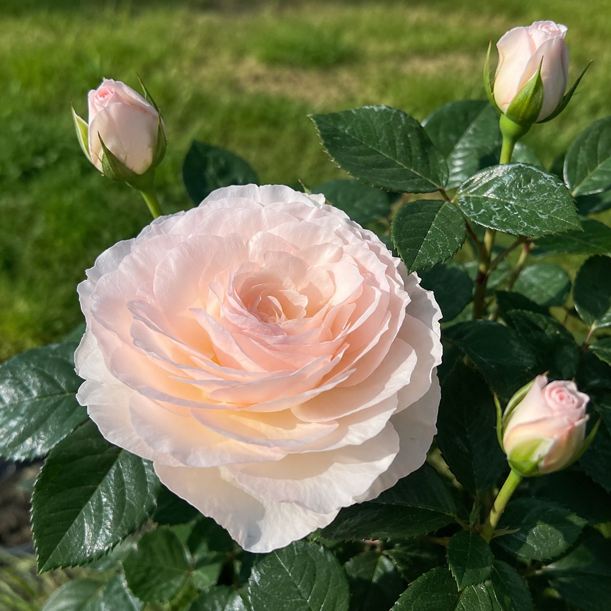 Rosa Rose, Grandi Fiori , Tobago Odore ®’ - Vaso 18 Rosa Rose, Grandi Fiori , Tobago Odore ®’ - Vaso 18