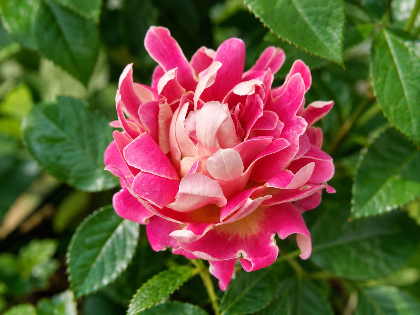 Rosa Rose, Grandi Fiori , Pink Lady Ruffles ®’ - Vaso 18 Rosa Rose, Grandi Fiori , Pink Lady Ruffles ®’ - Vaso 18