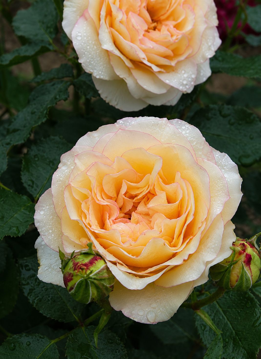 Rosa Rose, Grandi Fiori , Rosa ‘ Oriental Kisses ’ ®’ - Vaso 18 TRV Rosa Rose, Grandi Fiori , Rosa ‘ Oriental Kisses ’ ®’ - Vaso 18 TRV