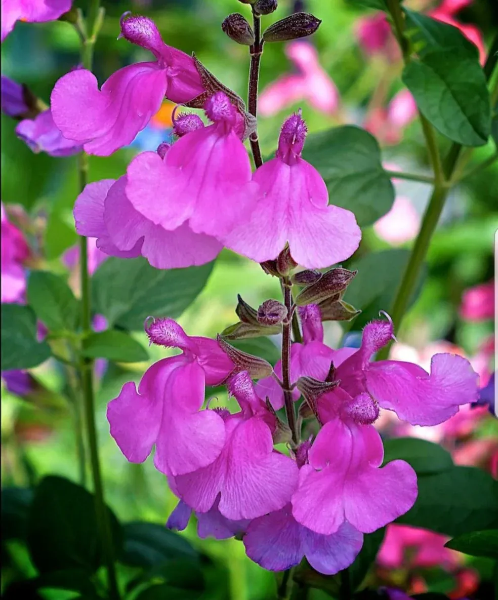 Salvia microphylla 'Lalarsha' - vaso Ø18 cm Salvia microphylla 'Lalarsha' - vaso Ø18 cm