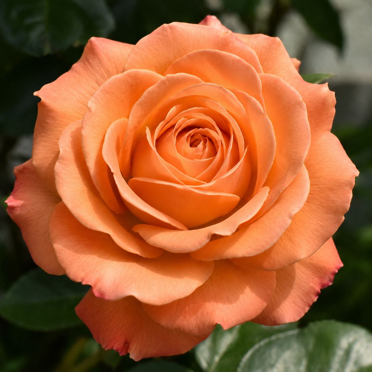 Rosa Rose, Grandi Fiori , Rosa ‘Distinct Orange’ ®’ - Vaso 18 TRV Rosa Rose, Grandi Fiori , Rosa ‘Distinct Orange’ ®’ - Vaso 18 TRV