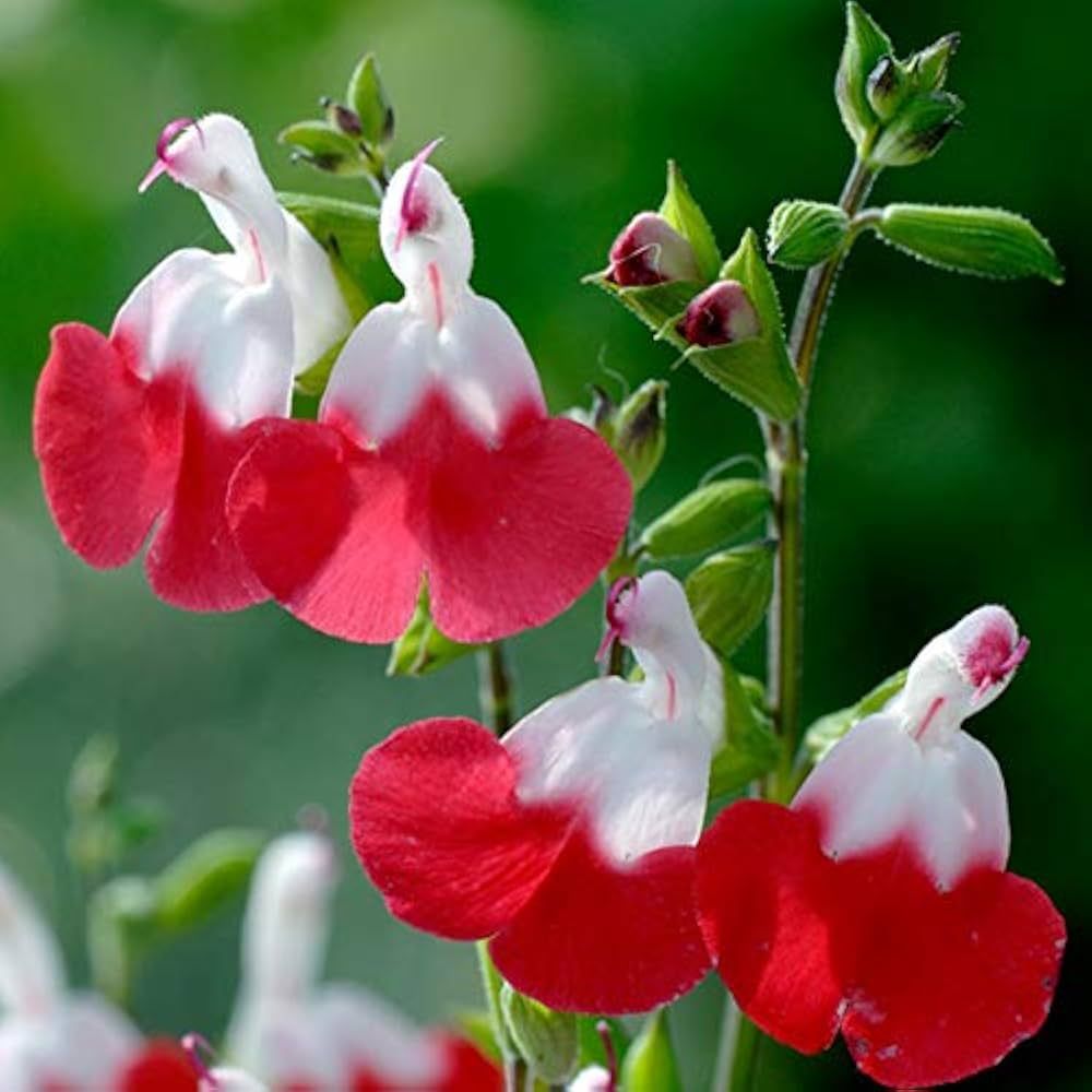 Salvia microphylla 'Hot lips' - vaso Ø18 cm Salvia microphylla 'Hot lips' - vaso Ø18 cm