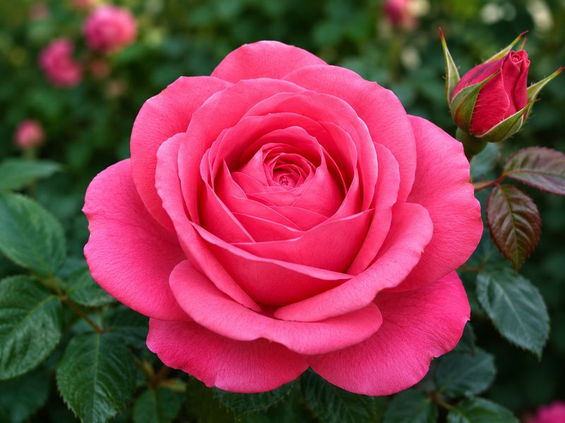 Rosa Rose, Grandi Fiori , Rosa ‘Special Anniversary’ ®’ - Vaso 18 TRV