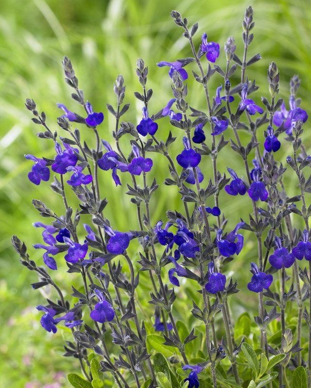 Salvia greggii 'Blue Note' - vaso Ø18 cm Salvia greggii 'Blue Note' - vaso Ø18 cm