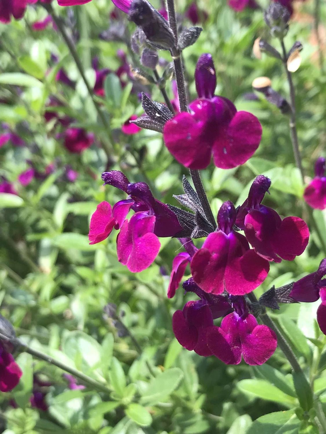Salvia jamensis 'Magic Loire' - vaso Ø18 cm Salvia jamensis 'Magic Loire' - vaso Ø18 cm