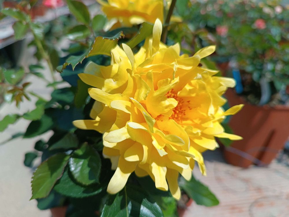 Rosa Rose, Grandi Fiori , Golden Lady Ruffles ®’ - Vaso 18 Rosa Rose, Grandi Fiori , Golden Lady Ruffles ®’ - Vaso 18