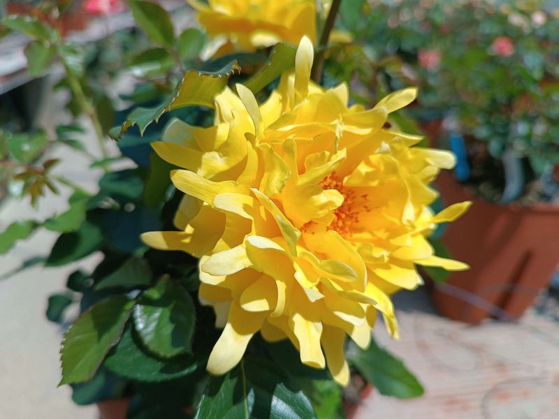 Rosa Rose, Grandi Fiori , Golden Lady Ruffles ®’ - Vaso 18 Rosa Rose, Grandi Fiori , Golden Lady Ruffles ®’ - Vaso 18