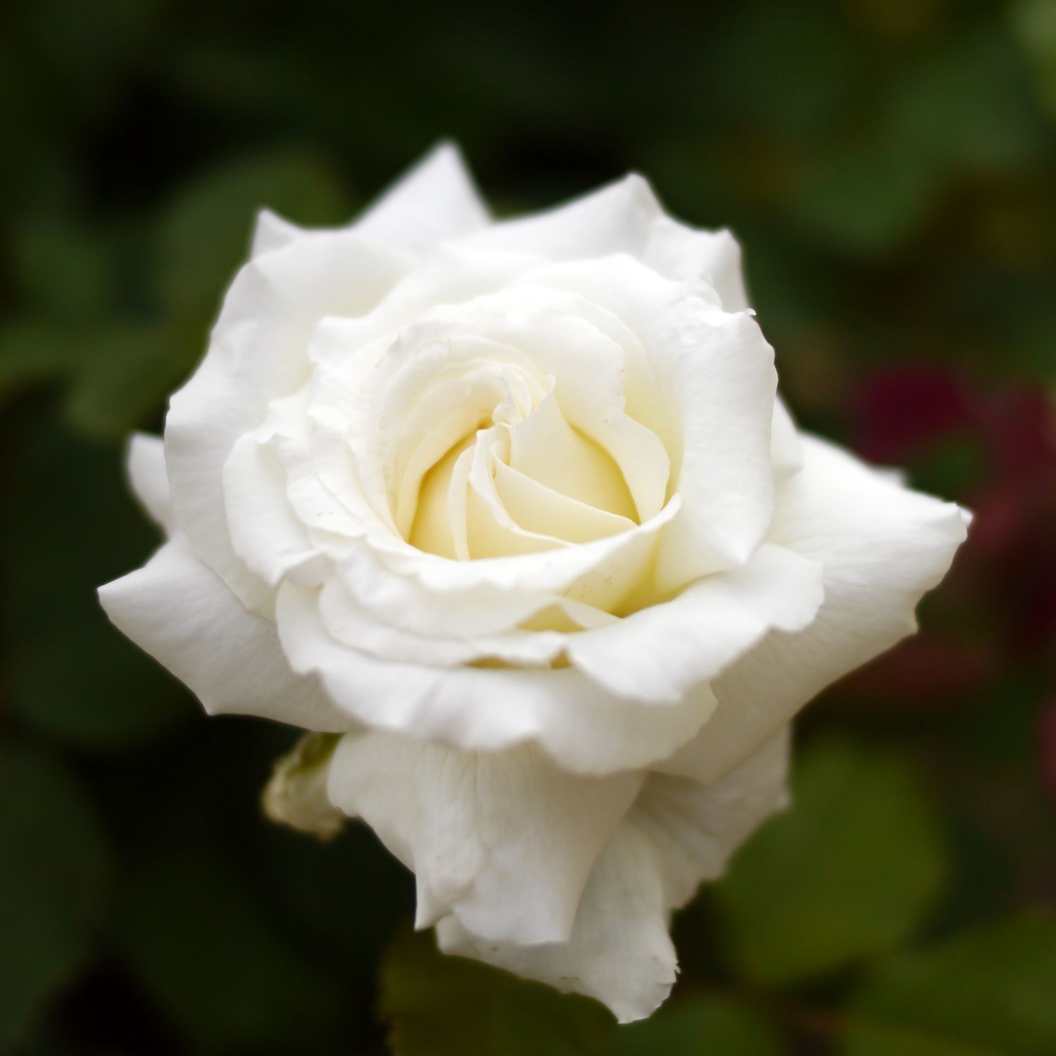 Rosa Rose, Grandi Fiori , Rosa ‘Pape Jean Paul II’ ®’ - Vaso 18 TRV Rosa Rose, Grandi Fiori , Rosa ‘Pape Jean Paul II’ ®’ - Vaso 18 TRV