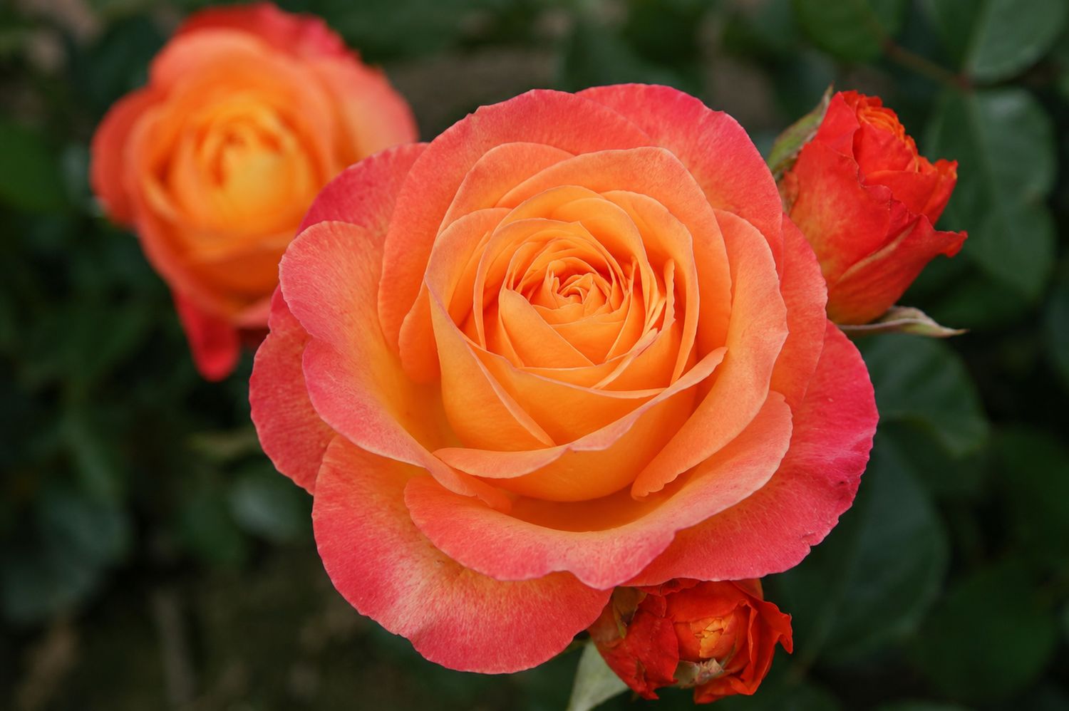 Rosa Rose, Paesaggistica , Rosa ‘ Ibiza ’ ®’ - Vaso 18 TRV Rosa Rose, Paesaggistica , Rosa ‘ Ibiza ’ ®’ - Vaso 18 TRV