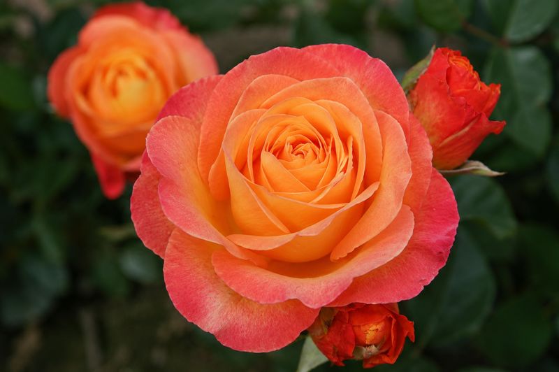 Rosa Paesaggistica 'Ibiza'®, rose - vaso Ø18 cm Rosa Paesaggistica 'Ibiza'®, rose - vaso Ø18 cm