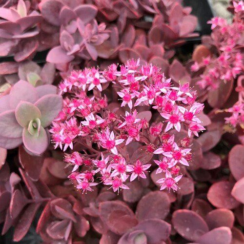 Sedum Sunsparkler 'Cherry Tart' - vaso Ø17 cm Sedum Sunsparkler 'Cherry Tart' - vaso Ø17 cm