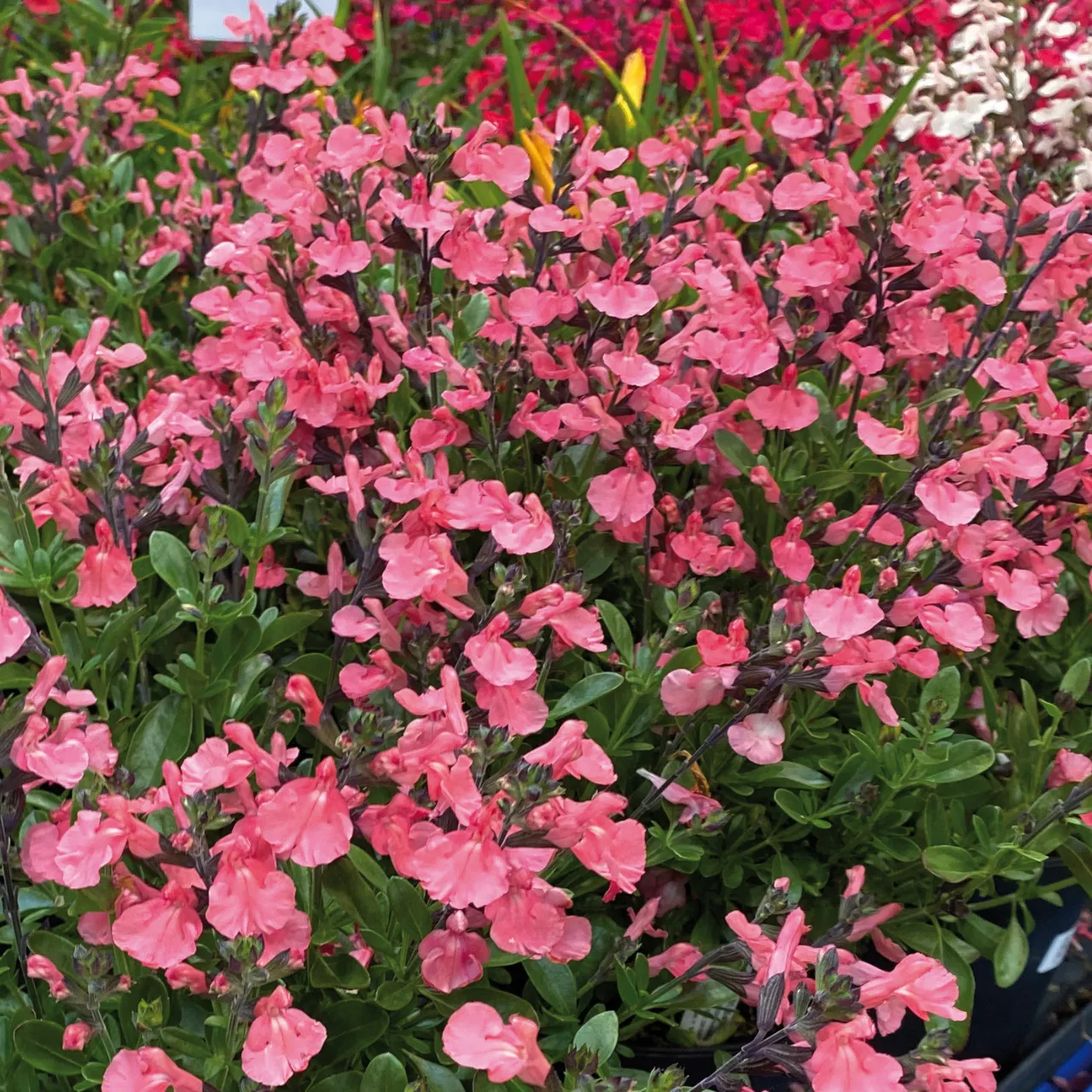 Salvia Jamensis 'Magic amour' - vaso Ø18 cm Salvia Jamensis 'Magic amour' - vaso Ø18 cm