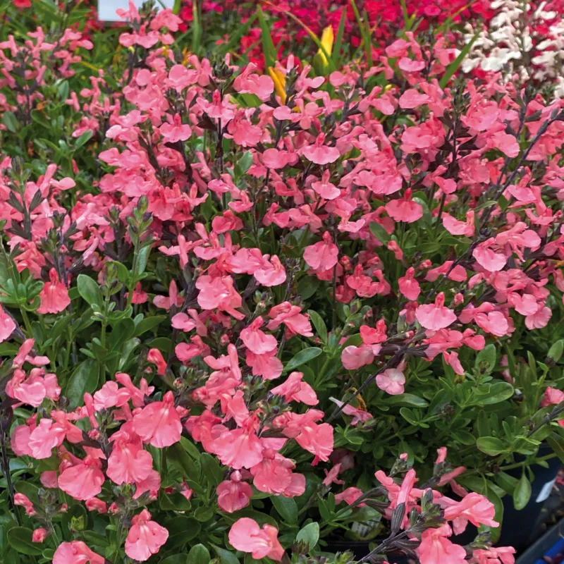 Salvia Jamensis 'Magic amour' - vaso Ø18 cm Salvia Jamensis 'Magic amour' - vaso Ø18 cm