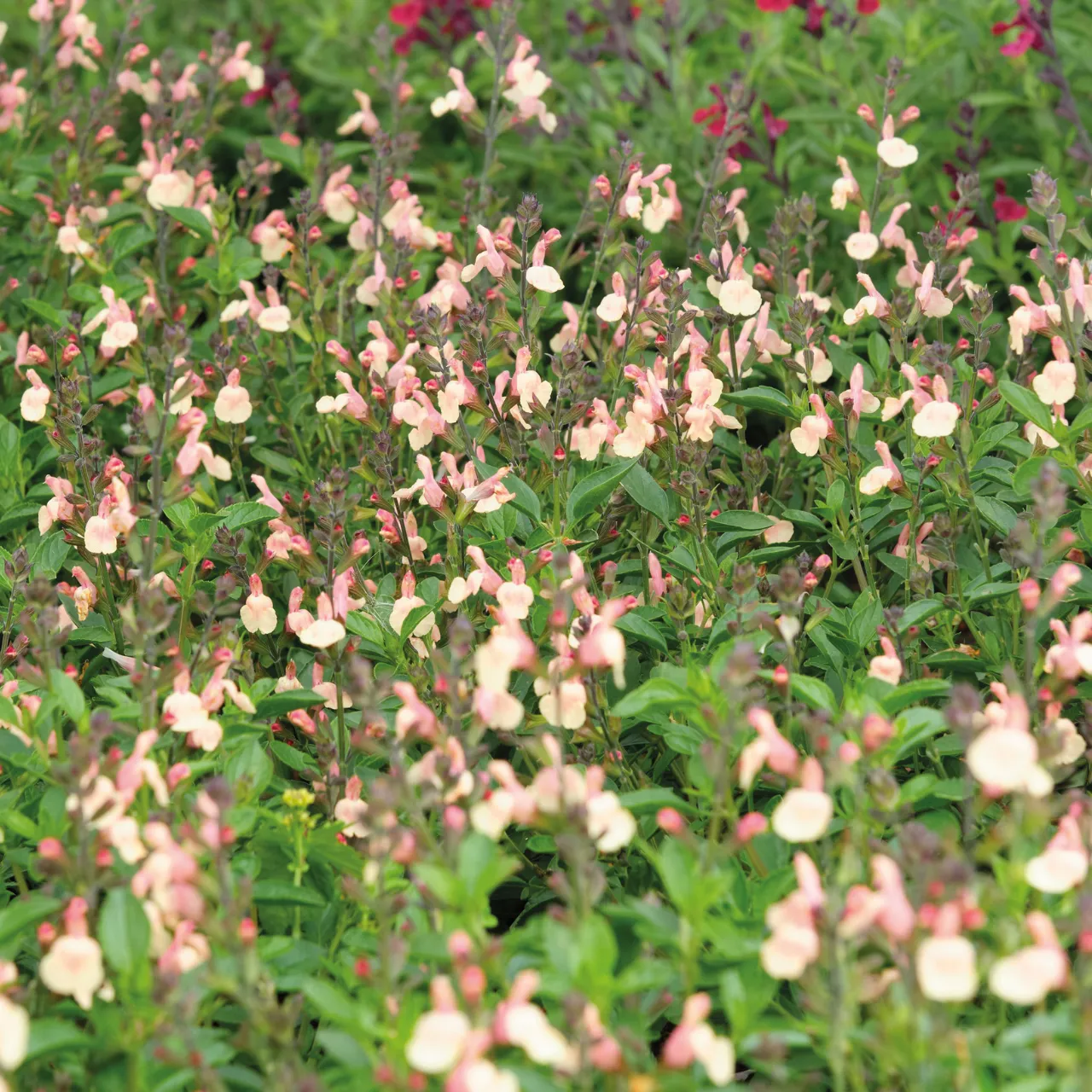 Salvia Jamensis ' Magical Rio Grande' - vaso Ø18 cm Salvia Jamensis ' Magical Rio Grande' - vaso Ø18 cm