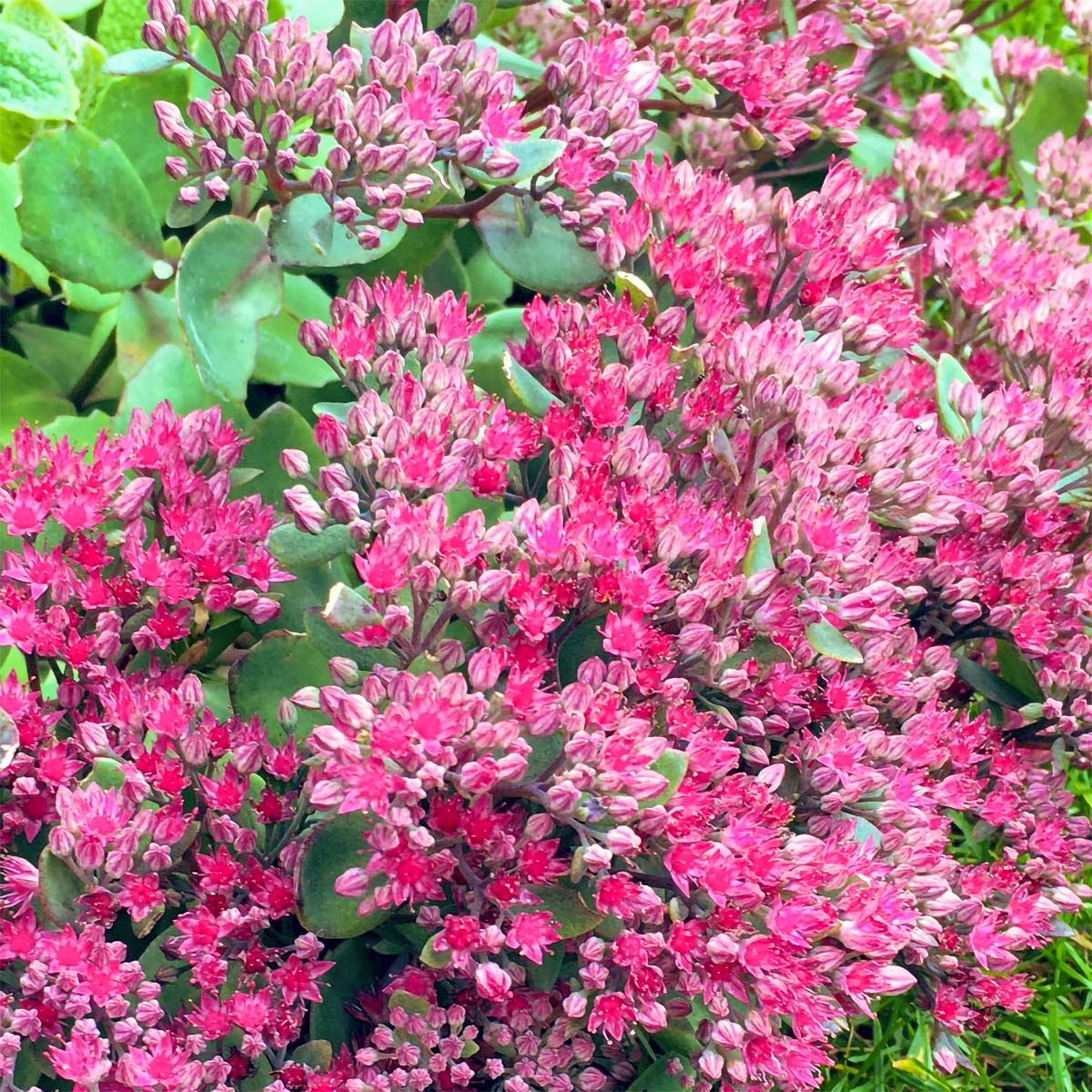 Sedum 'Vera Jameson' - vaso Ø17 cm Sedum 'Vera Jameson' - vaso Ø17 cm