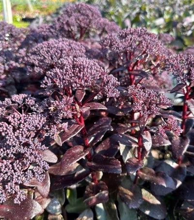 Sedum 'Dark Magic' - vaso Ø17 cm Sedum 'Dark Magic' - vaso Ø17 cm