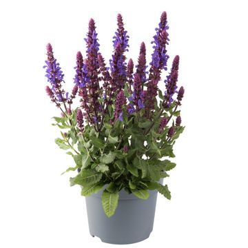 Salvia nemorosa 'Marvel Blue' - vaso Ø17 cm