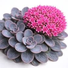 Sedum Sunsparkler 'Dazzleberry' - vaso Ø17 cm Sedum Sunsparkler 'Dazzleberry' - vaso Ø17 cm