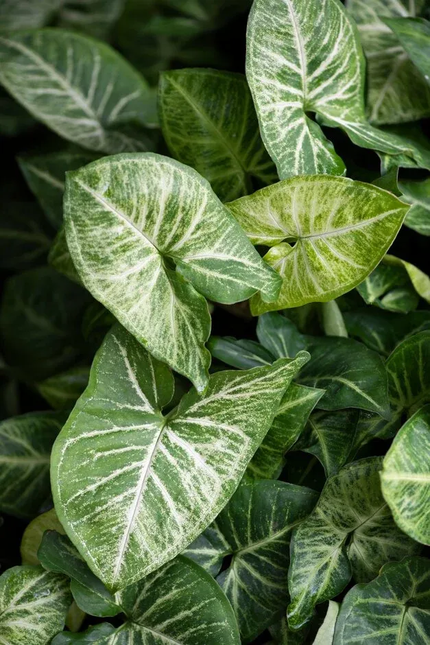 Syngonium podophyllum 'Arrow' - vaso Ø12 cm