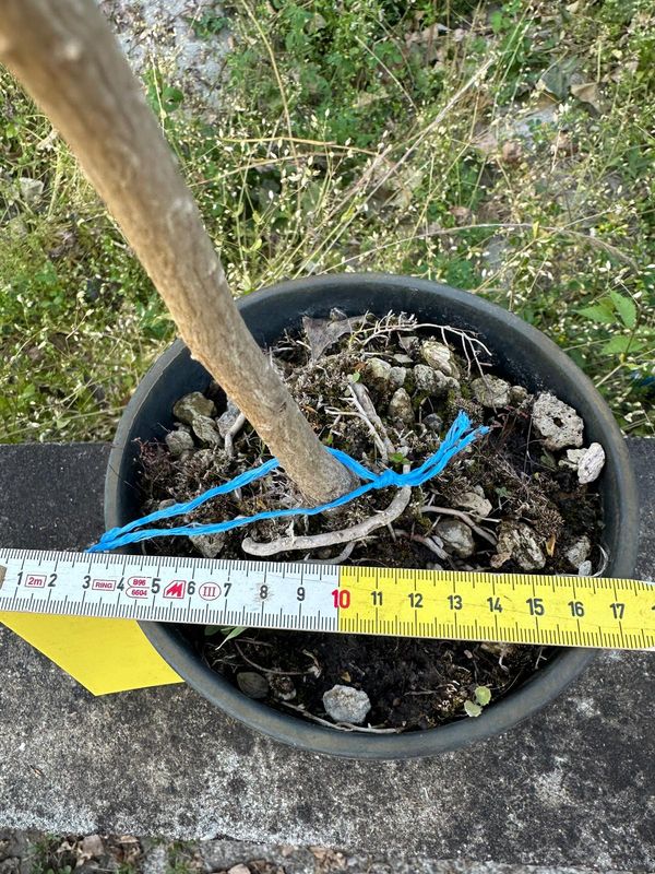 Ginkgo biloba, Pezzo Unico n. 02-526 - 60 cm PREBONSAI, BONSAI