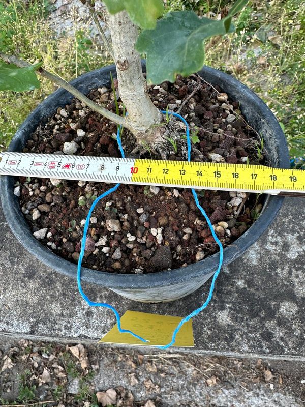 Quercus Petraea, Rovere, Quercia Pezzo Unico n. 01-526 - h 30 cm PREBONSAI, BONSAI