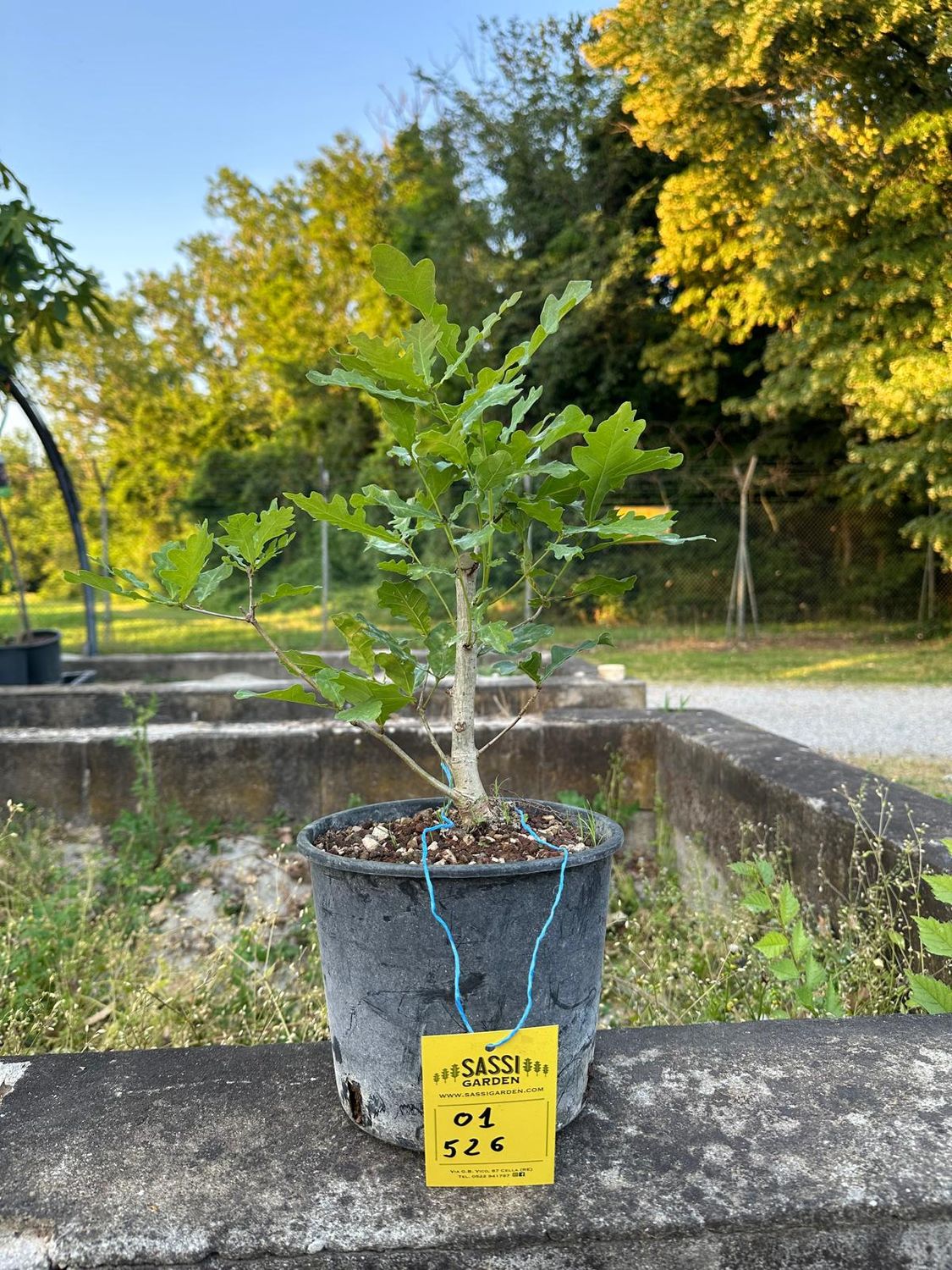 Quercus Petraea, Rovere, Quercia Pezzo Unico n. 01-526 - h 30 cm PREBONSAI, BONSAI