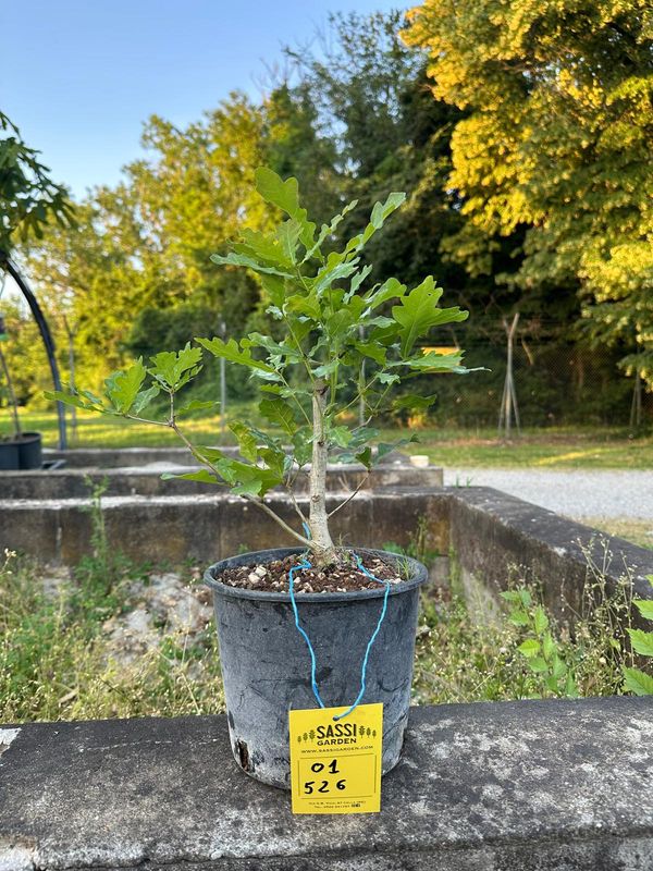 Quercus Petraea, Rovere, Quercia Pezzo Unico n. 01-526 - h 30 cm PREBONSAI, BONSAI