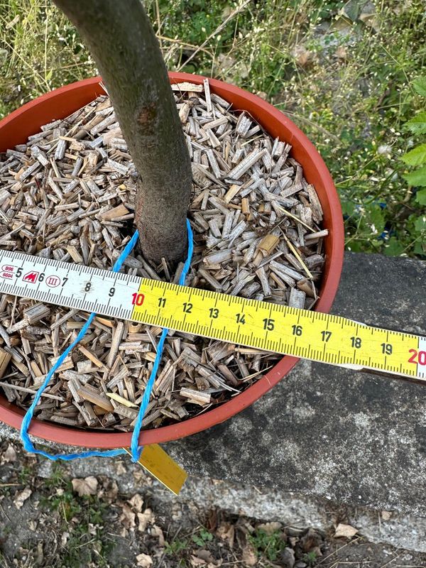Carpino Bianco, Carpinus betulus, pezzo unico n. 03-526 - h 40 cm PREBONSAI, BONSAI