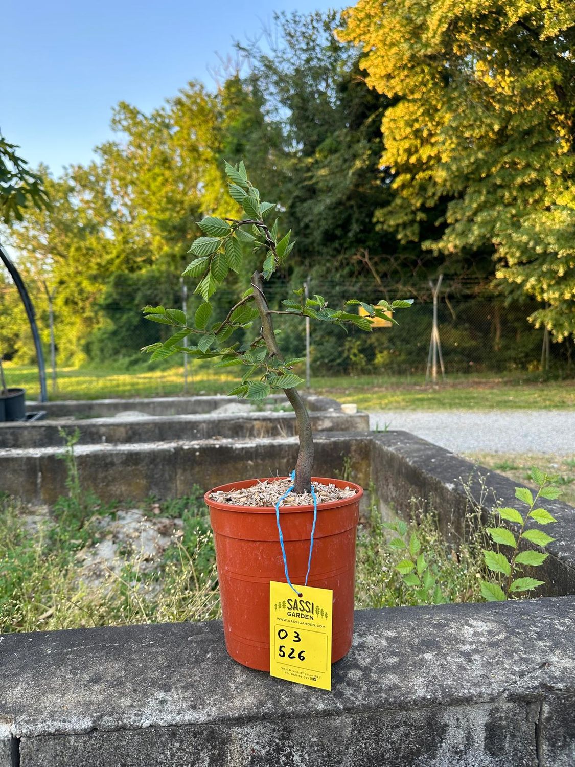 Carpino Bianco, Carpinus betulus, pezzo unico n. 03-526 - h 40 cm PREBONSAI, BONSAI PREBONSAI DI CARPINO BIANCO