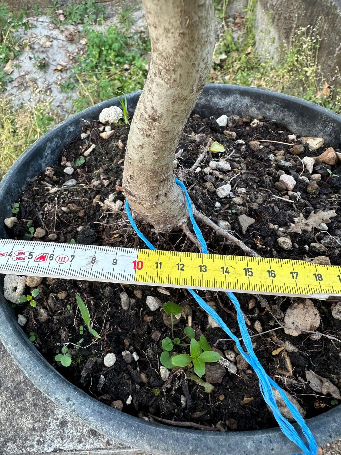 Quercus Petraea, Rovere, Quercia Pezzo Unico n. 06-526 - h 40 cm PREBONSAI, BONSAI