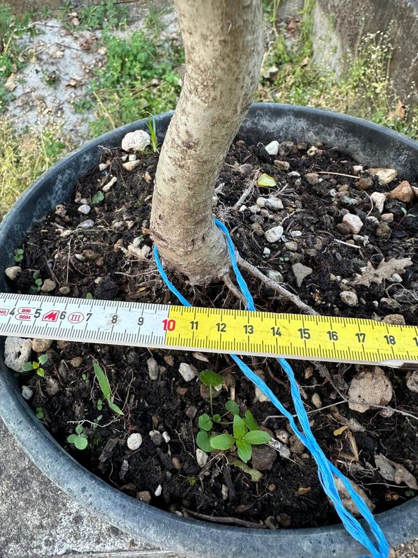 Quercus Petraea, Rovere, Quercia Pezzo Unico n. 06-526 - h 40 cm PREBONSAI, BONSAI