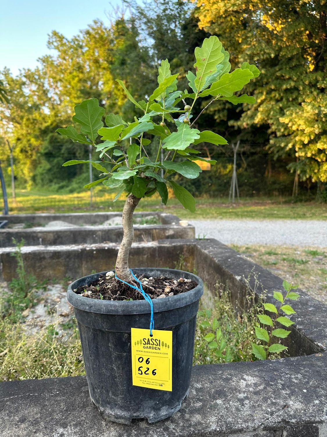 Quercus Petraea, Rovere, Quercia Pezzo Unico n. 06-526 - h 40 cm PREBONSAI, BONSAI