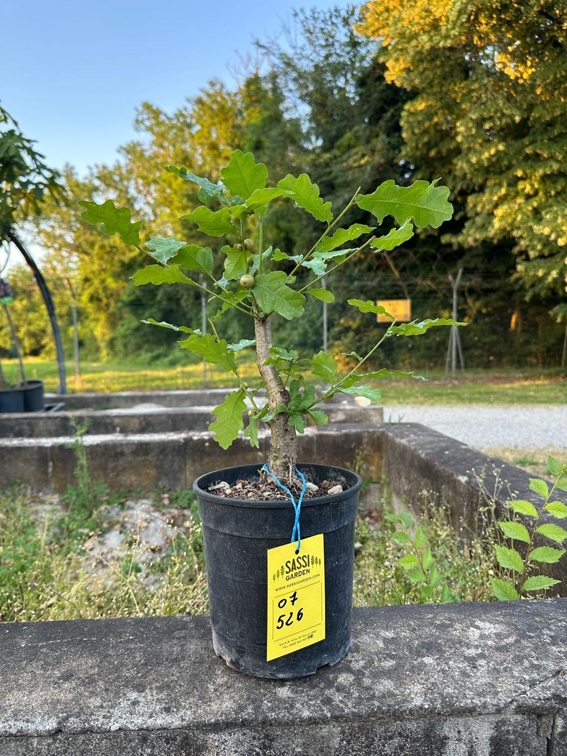 PREBONSAI DI ROVERE