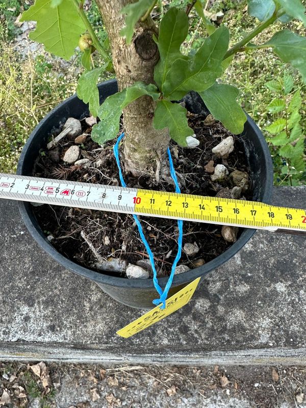 Quercus Petraea, Rovere, Quercia Pezzo Unico n. 07-526 - h 40 cm PREBONSAI, BONSAI