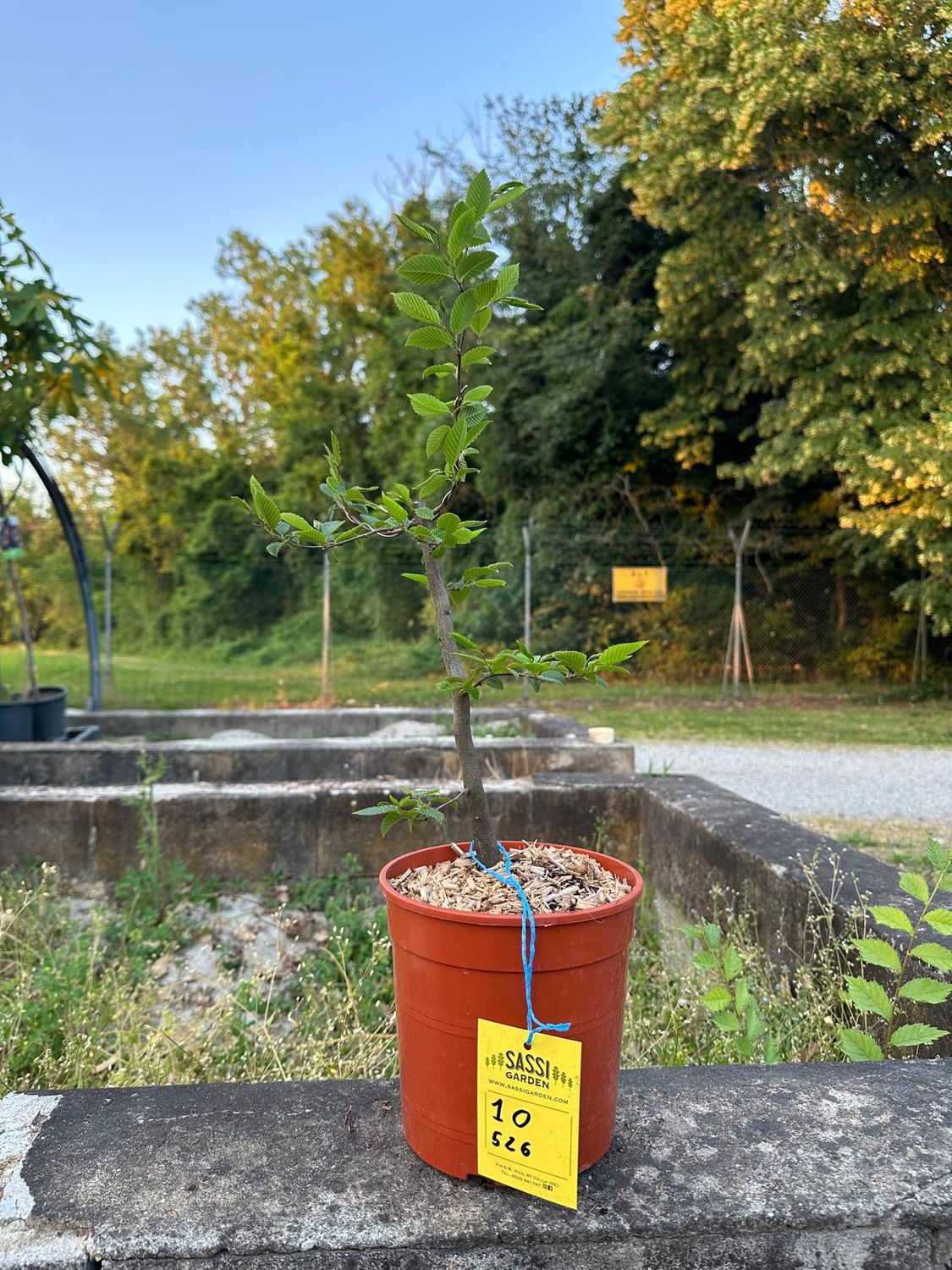Carpino Bianco, Carpinus betulus, pezzo unico n. 10-526 - h 45 cm PREBONSAI, BONSAI Carpino Bianco, Carpinus betulus, pezzo unico n. 10-526 - h 45 cm PREBONSAI, BONSAI