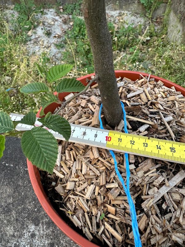 Carpino Bianco, Carpinus betulus, pezzo unico n. 10-526 - h 45 cm PREBONSAI, BONSAI