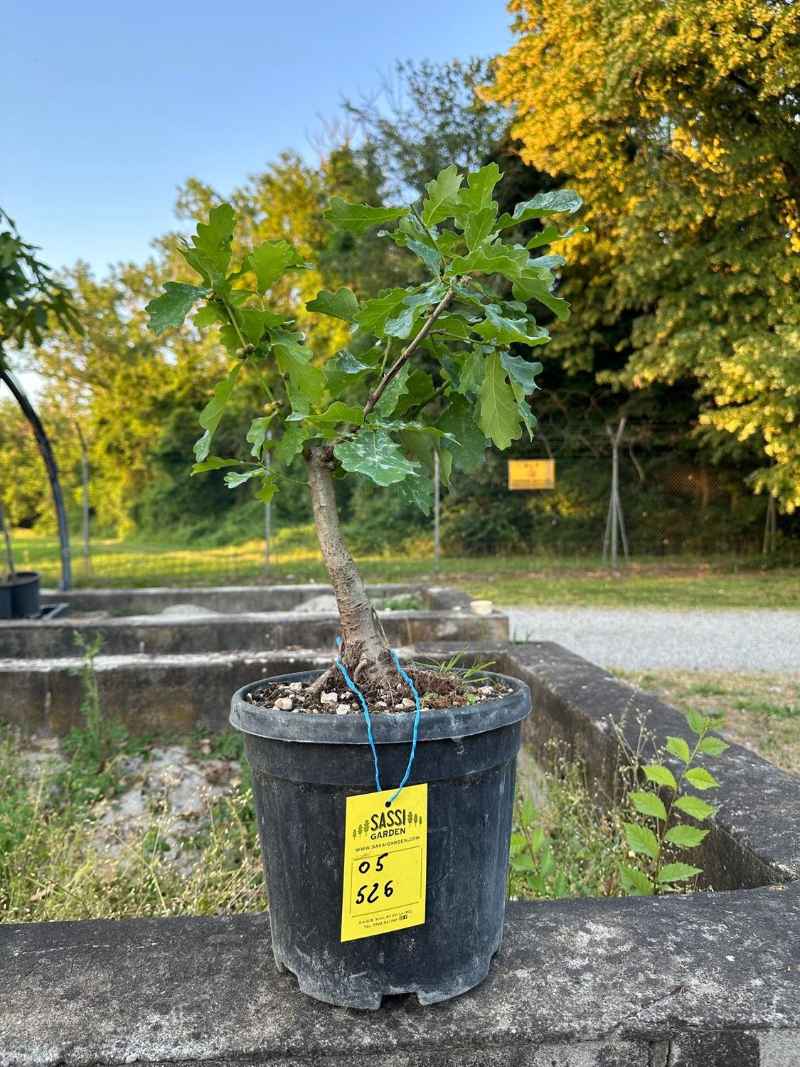 Quercus Petraea, Rovere, Quercia Pezzo Unico n. 05-526 - h 40 cm PREBONSAI, BONSAI