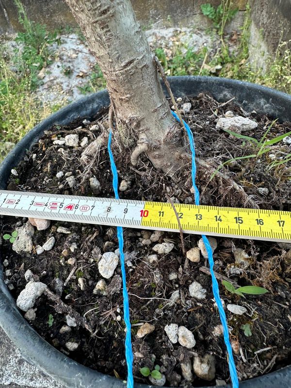 Quercus Petraea, Rovere, Quercia Pezzo Unico n. 05-526 - h 40 cm PREBONSAI, BONSAI
