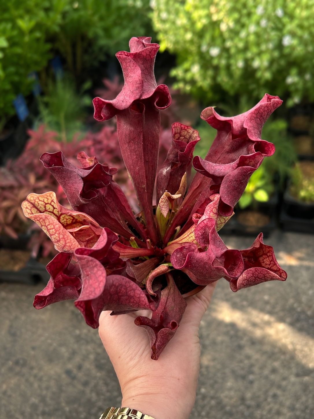Sarracenia ‘Ewelina’ , Pianta Carnivora, insettivora - vaso Ø12 cm Sarracenia ‘Ewelina’ , Pianta Carnivora, insettivora - vaso Ø12 cm