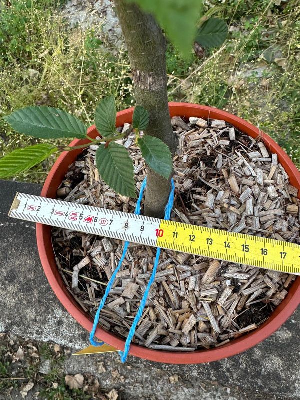 Carpino Bianco, Carpinus betulus, pezzo unico n. 04-526 - h 35 cm PREBONSAI, BONSAI