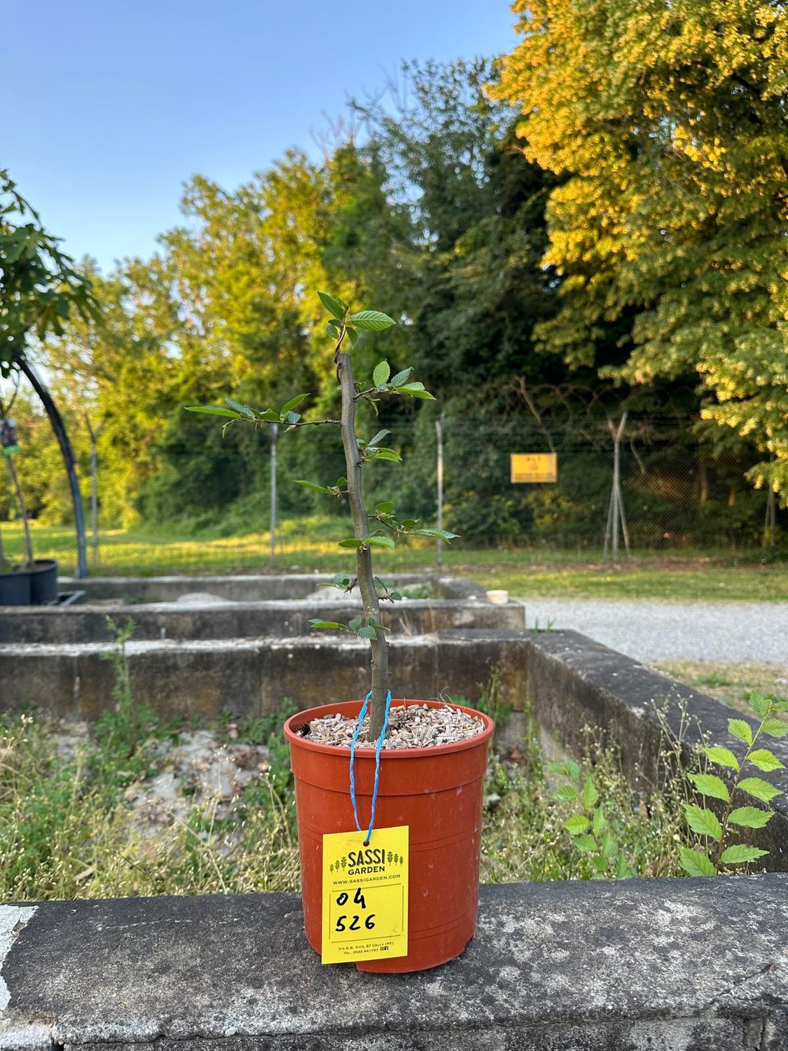 Carpino Bianco, Carpinus betulus, pezzo unico n. 04-526 - h 35 cm PREBONSAI, BONSAI Carpino Bianco, Carpinus betulus, pezzo unico n. 04-526 - h 35 cm PREBONSAI, BONSAI
