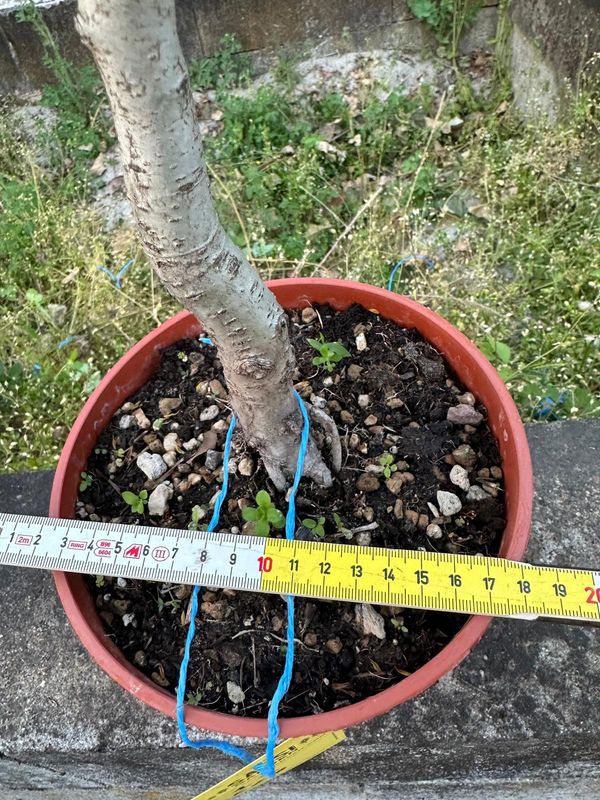 Quercus Petraea, Rovere, Quercia Pezzo Unico n. 11-526 - h 40 cm PREBONSAI, BONSAI