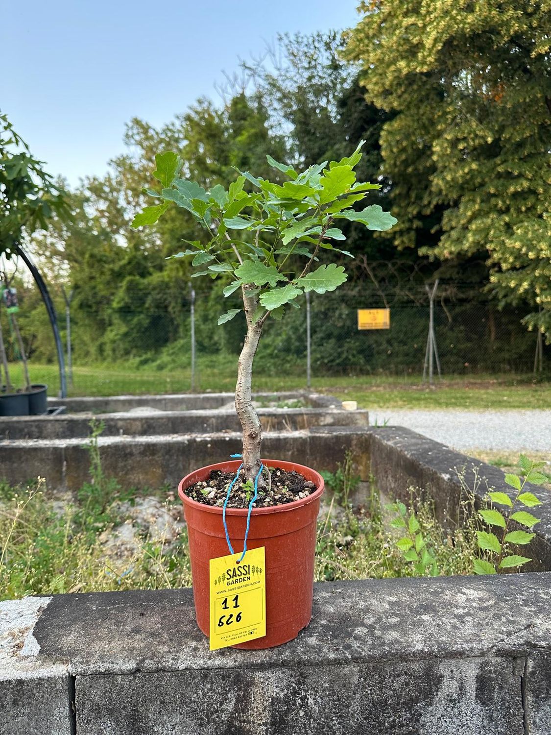 Quercus Petraea, Rovere, Quercia Pezzo Unico n. 11-526 - h 40 cm PREBONSAI, BONSAI